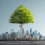 Ryan_Rose_How_Environmental_Review_Requirements_Influence_Pro_7c82ec5e-8776-4cf3-b79a-90583aaf003c_0
