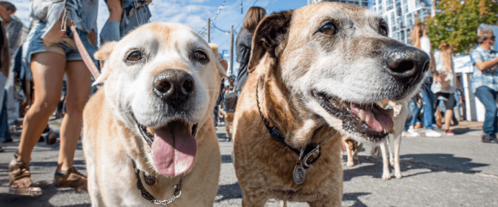 How Pet-Friendly Neighborhoods May Influence Home Values in Seattle